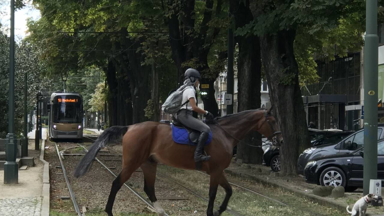 Mobilität per Muskelkraft, hier mittels einer Pferdestärke. Mobilität per Muskelkraft, hier mittels einer Pferdestärke.