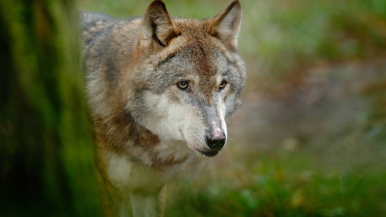 Ein neues Gutachten empfiehlt aktives Wolfsmanagement, also den Abschuss in besonderen Fällen. Das diene dem Schutz von Weidetieren, aber auch jenem der Wölfe. 
