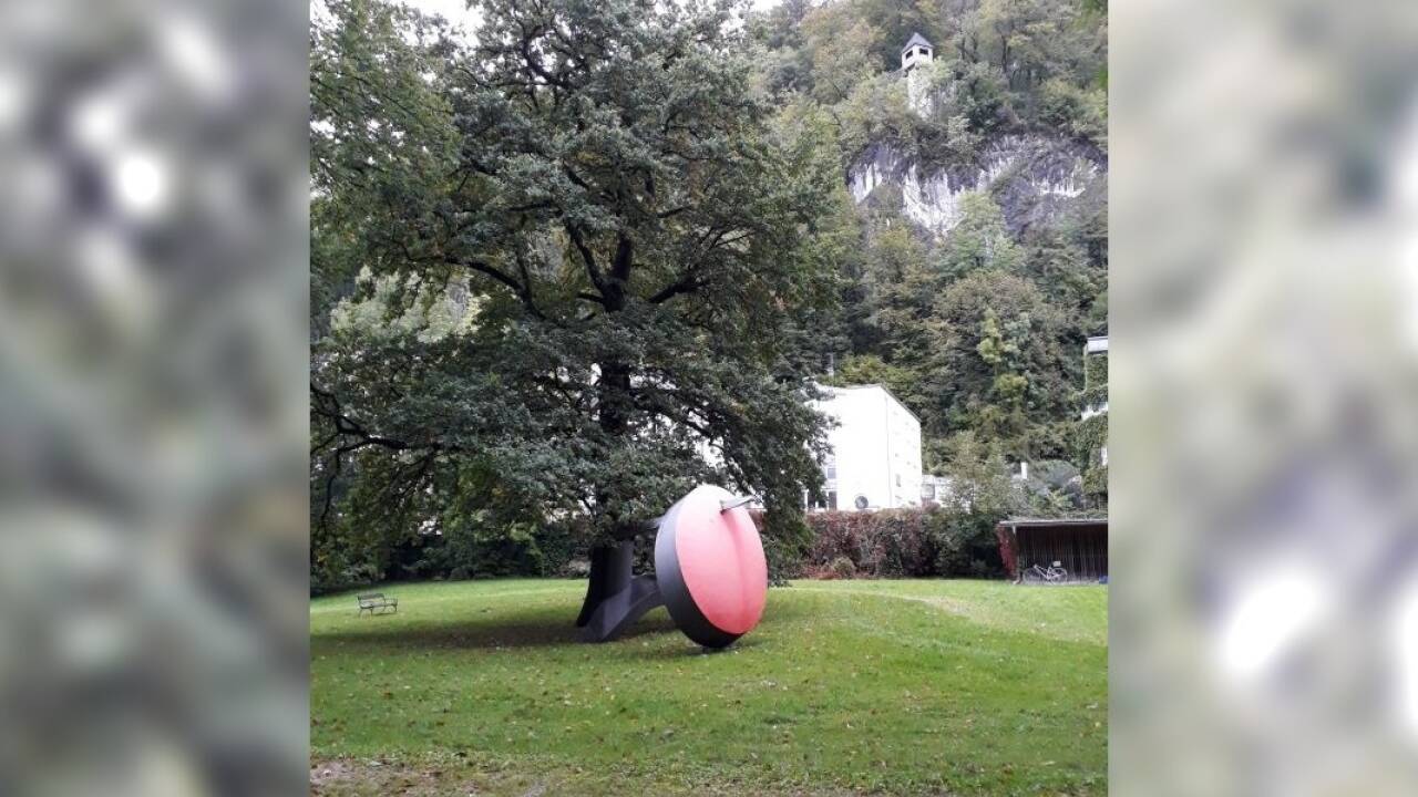Gebaut werden soll rund um die Eiche im Schlosspark. Sie steht unter Naturschutz.  