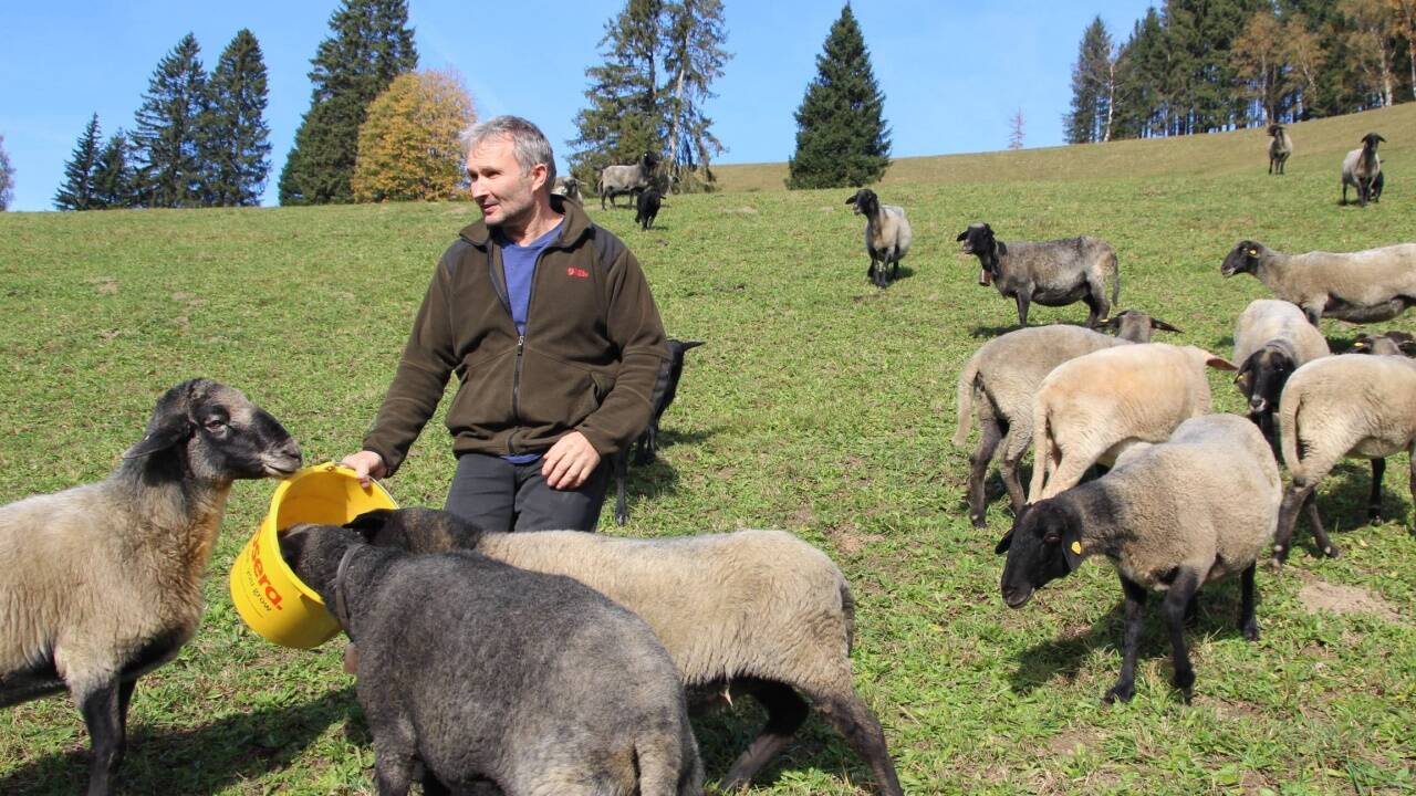 Wolfgang Ries mit seinen Steinschafen, einer bedrohten Nutztierart. Wolfgang Ries mit seinen Steinschafen, einer bedrohten Nutztierart.