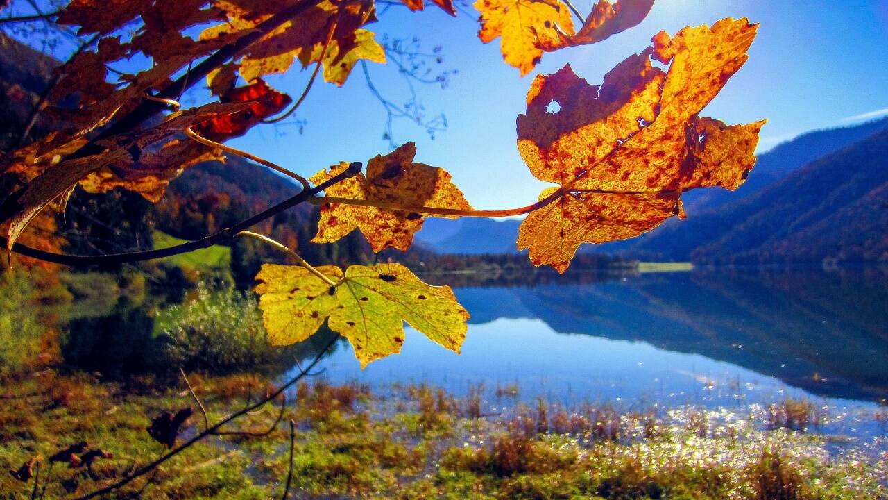 Der Baum speichert das wertvolle Chlorophyll. Dann werden die anderen Farben sichtbar. 