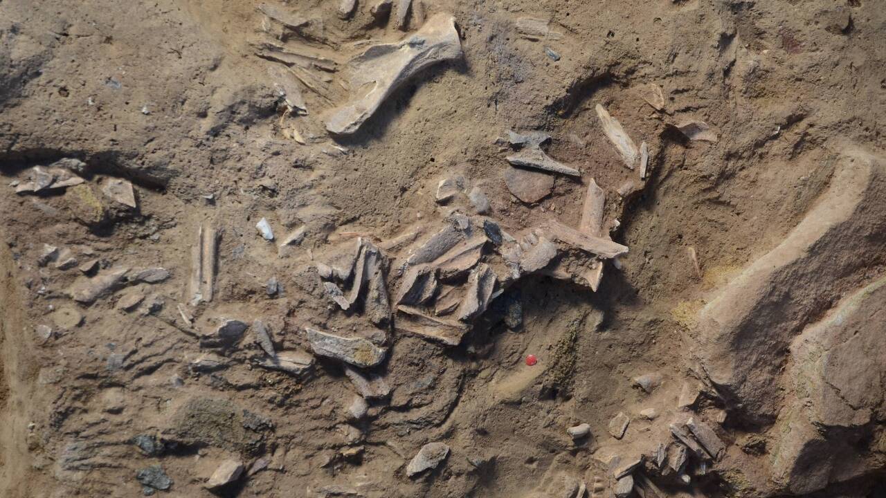 Zerschlagene Rentierknochen unter der Steinkonstruktion zeugen noch heute von der Verwendung als Fleischversteck. Zerschlagene Rentierknochen unter der Steinkonstruktion zeugen noch heute von der Verwendung als Fleischversteck.