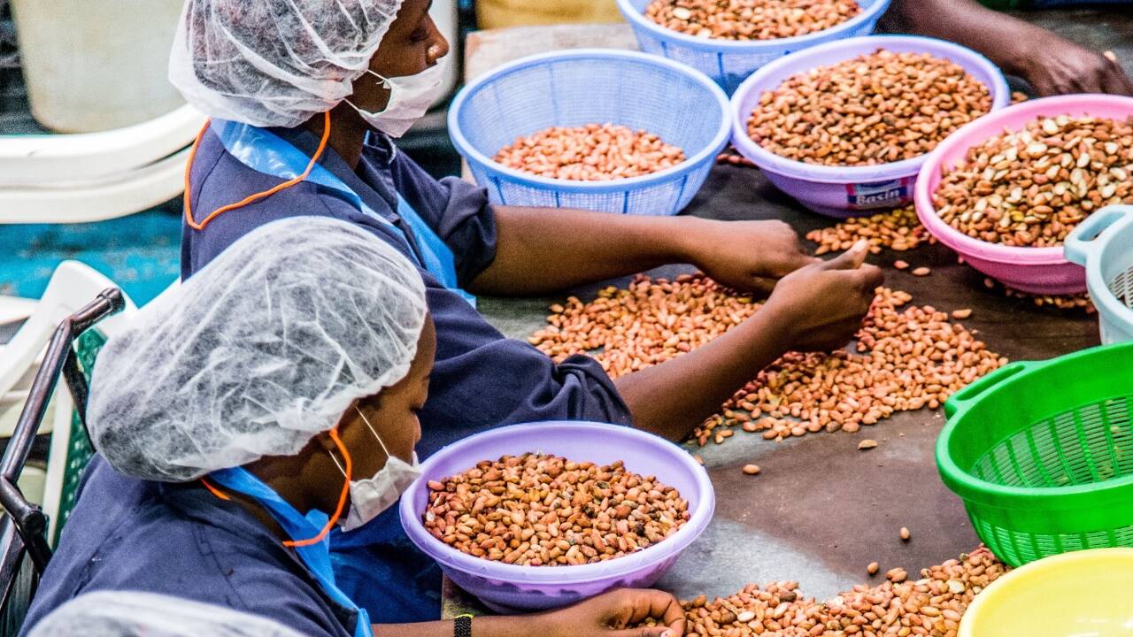 Sortieren der Erdnüsse im Greenforest-Werk in Nairobi. 