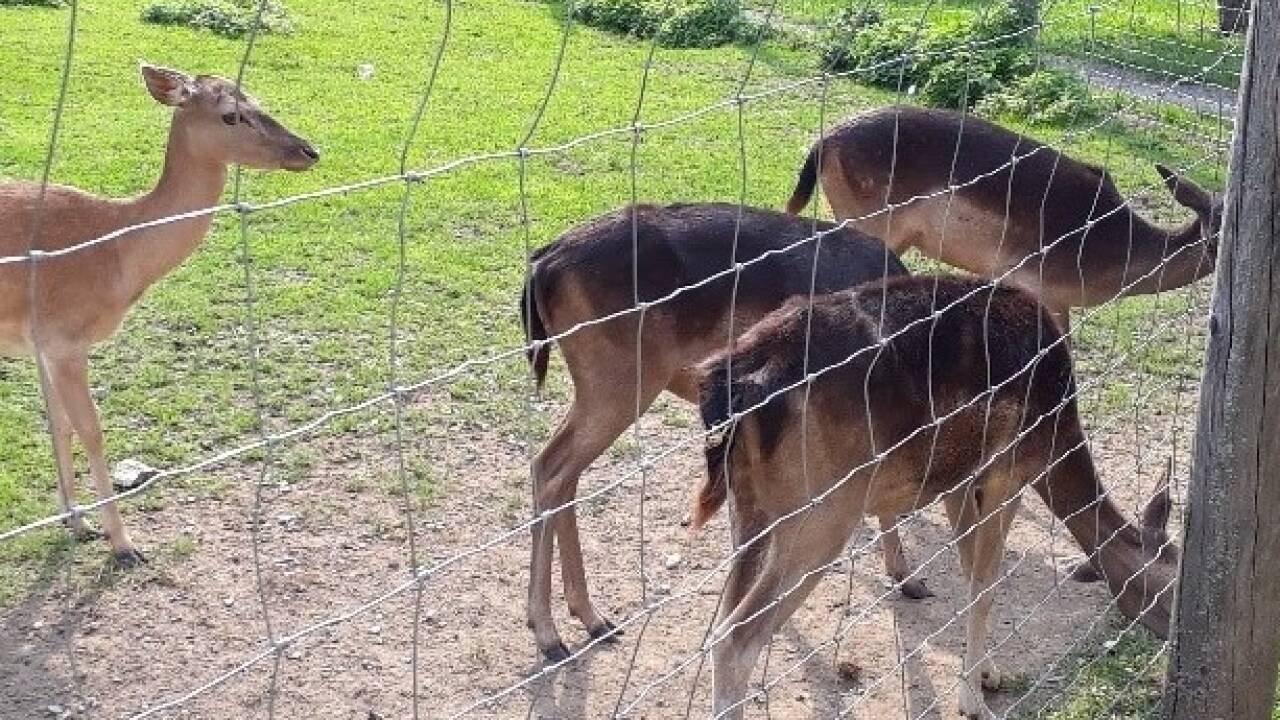 In einem angrenzenden Gatter entdeckten die Kontrollore rund 220 Wildtiere. 