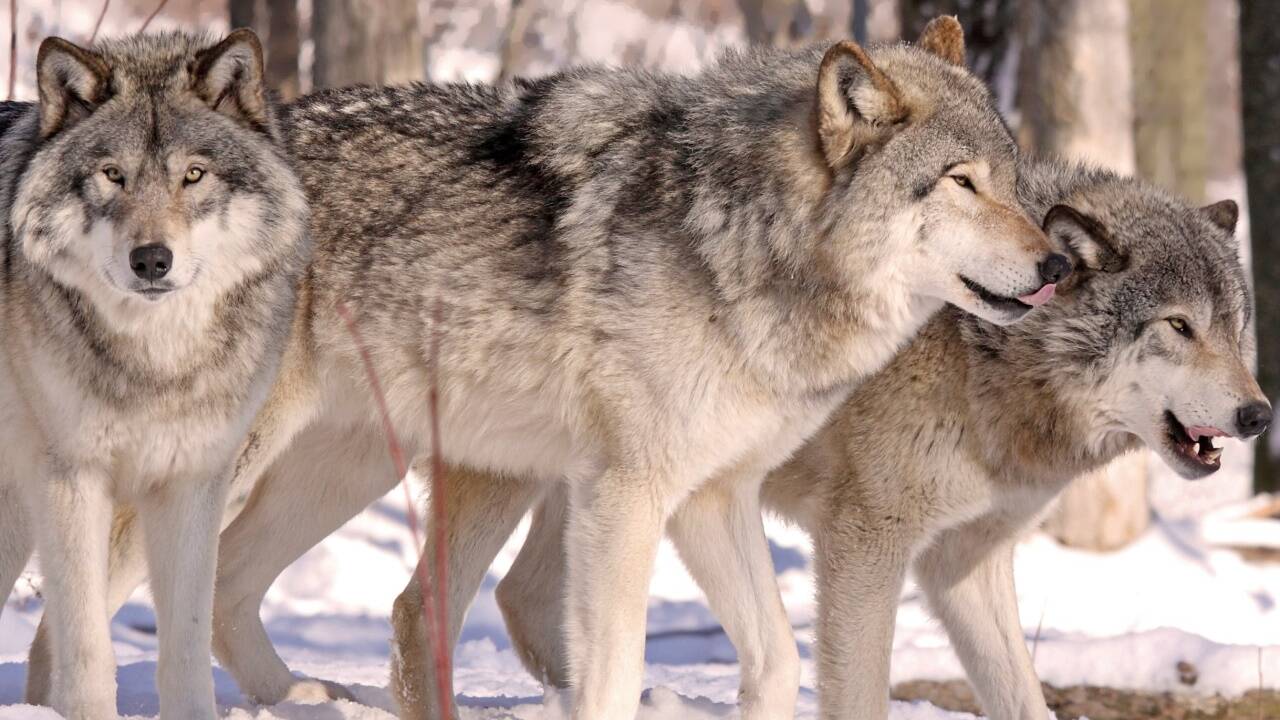 In Westösterreich gibt es noch kein Wolfsrudel. Das könnte sich ändern. 