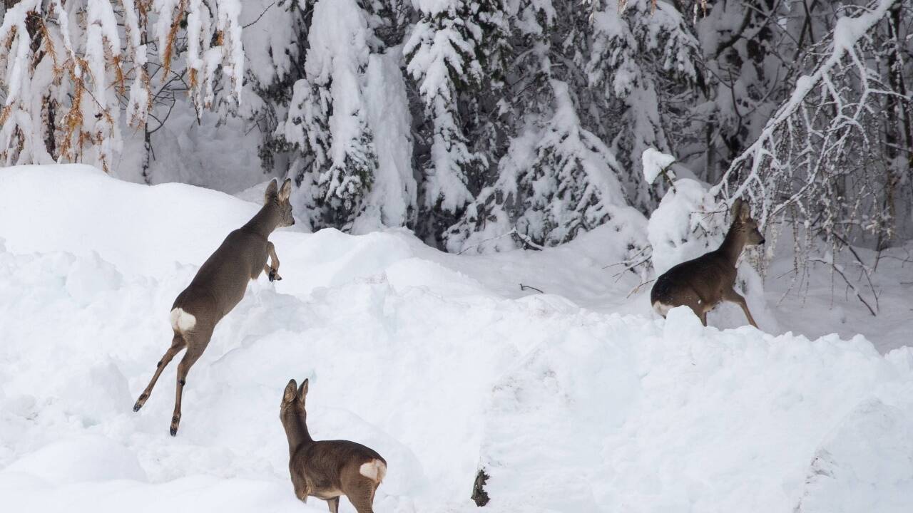 Rehe im Schnee in Kals am Großglockner. Rehe im Schnee in Kals am Großglockner.