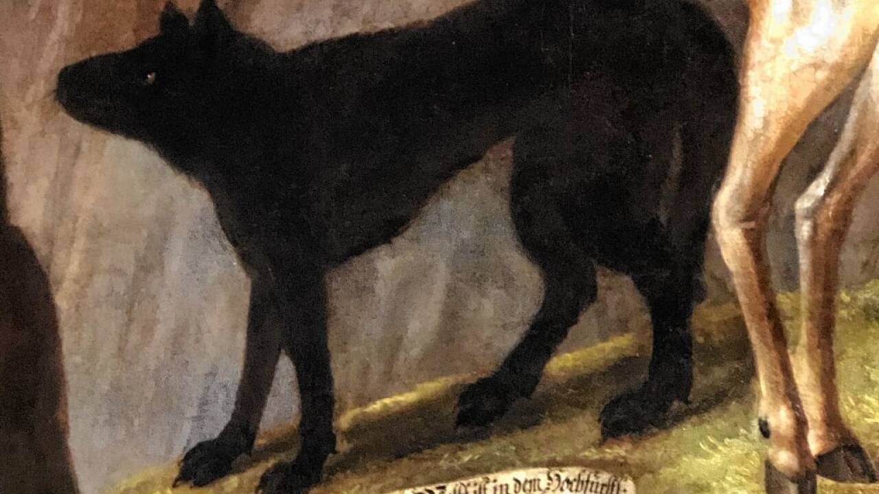 Der schwarze Wolf (Bildausschnitt) auf dem Gemälde im Schloss Hellbrunn.  