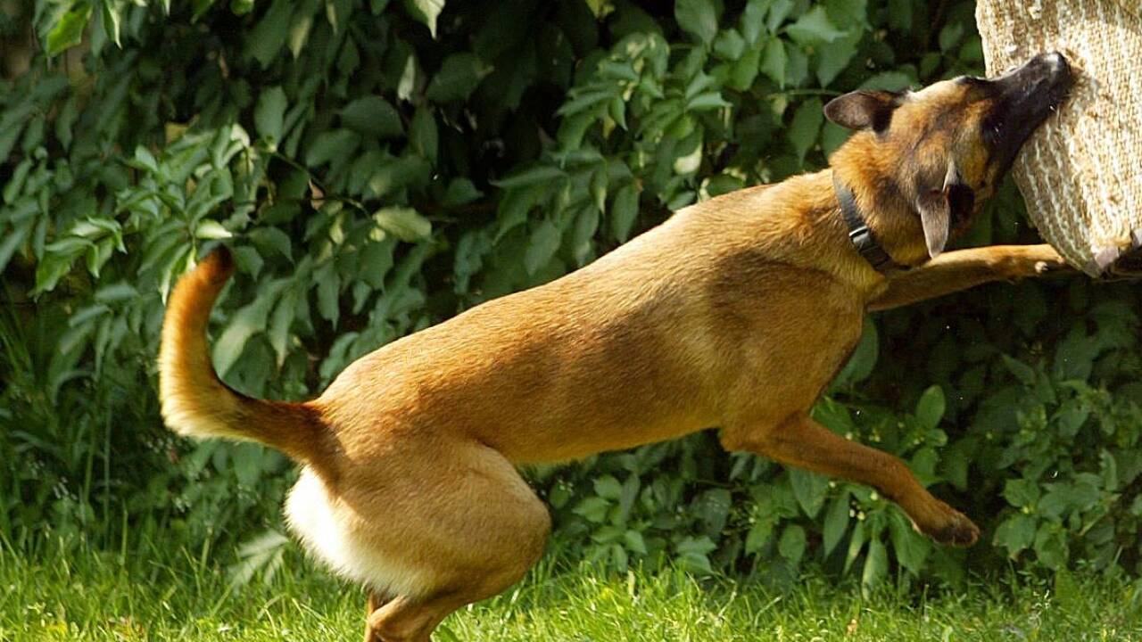 Ein Schäferhund wird darauf trainiert, einen Angreifer zu stellen (Symbolbild). 