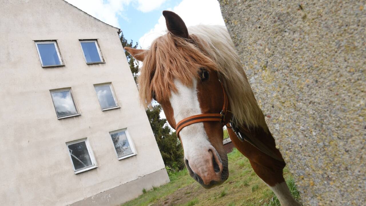 Viele der zotteligen Ex-Staatsdiener verstecken sich derzeit aus Angst vor Abschiebung verzweifelt in den Gassen Wiener Neustadts. 