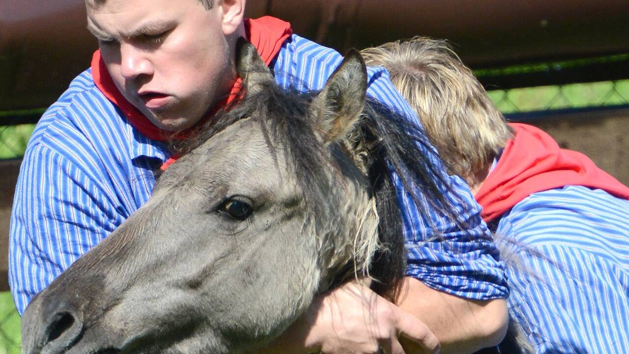 Den von Orban geschenkten Gäulen droht eine brutale Abschiebung nach Ungarn. 