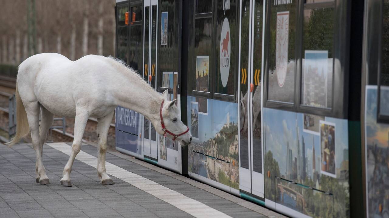 Die Wiener Linien wollen die topgeschulten Tiere künftig als Öffi-Kontrollore einsetzen.  
