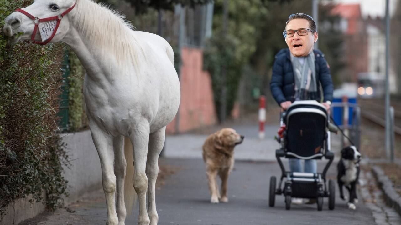 Ein Ex-Politiker in einer Lebenskrise soll eines der abgehalfterten Tiere als Therapiepferd bekommen. (Montage: schli) 