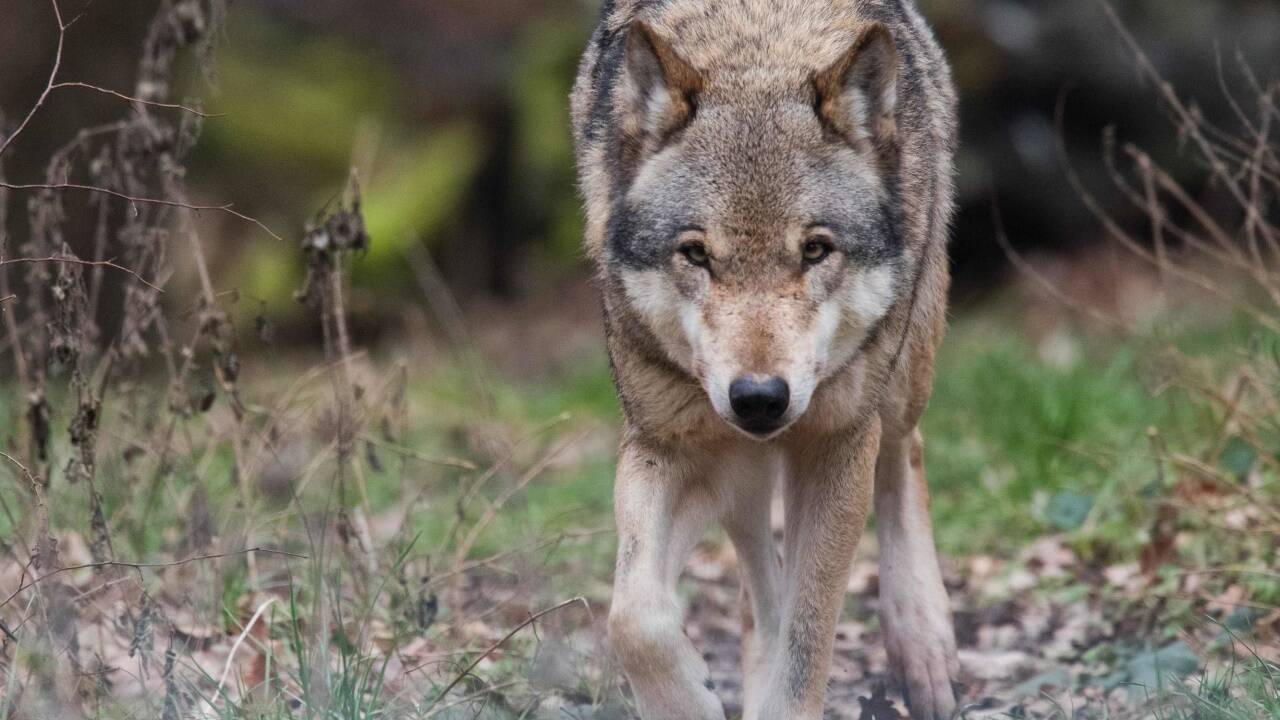 Neue DNA-Nachweise: Wolfsrisse in Dienten und Bischofshofen vom selben ...