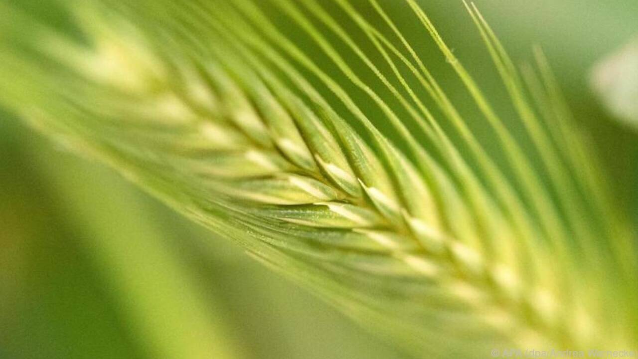 Bei Zöliakie führt Gluten zu Entzündungen im Dünndarm.  