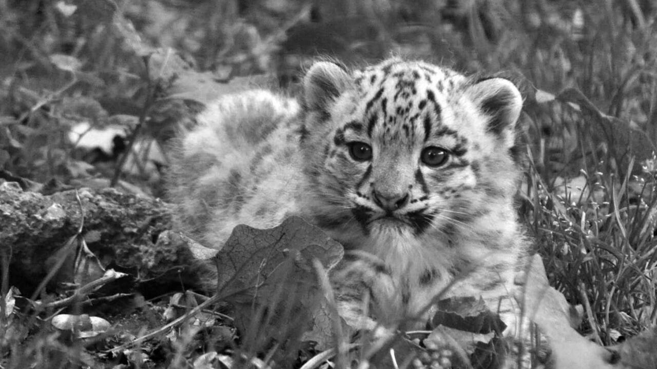 Arun, der junge Schneeleopard, musste eingeschläfert werden. Arun, der junge Schneeleopard, musste eingeschläfert werden.