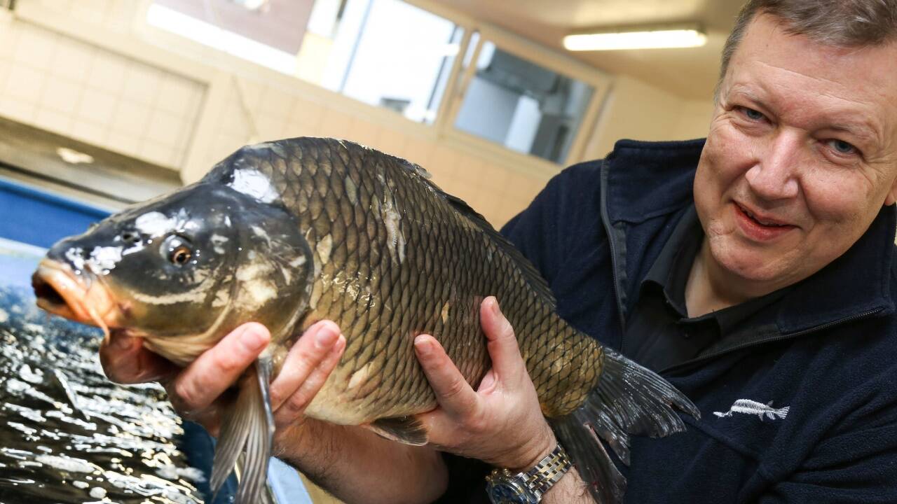Der Grödiger Fischzüchter und -händler Walter Grüll mit einem drei Kilo schweren Karpfen. Er wird am 24. Dezember auf der Festtagstafel einer Salzburger Familie landen. 