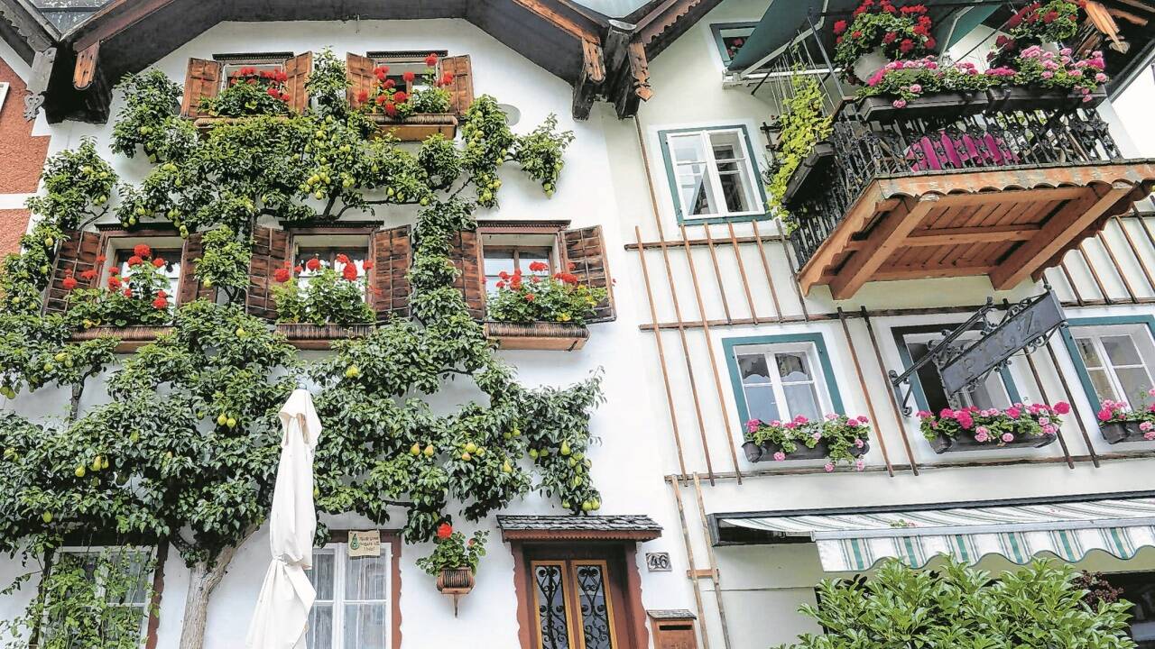 Chinesische Touristen lieben die Salzkammergut-Idylle Hallstatt. Chinesische Touristen lieben die Salzkammergut-Idylle Hallstatt.