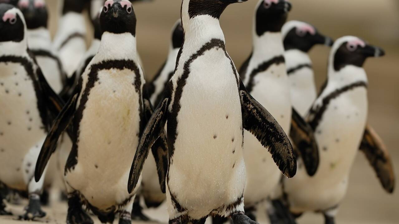 Die Brillenpinguine kommen demnächst nach Salzburg. Der Zoo Salzburg rechnet mit zehn Paaren. Er gibt den Tieren eine Zeit, um sich einzugewöhnen. Erst dann soll die Eröffnung der Anlage stattfinden.  