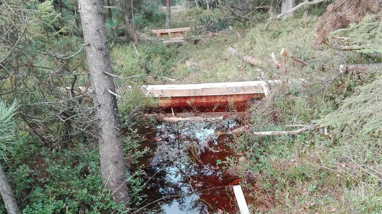 Die Spundwände verhindern ein Abfließen des Wassers aus dem Moor.  