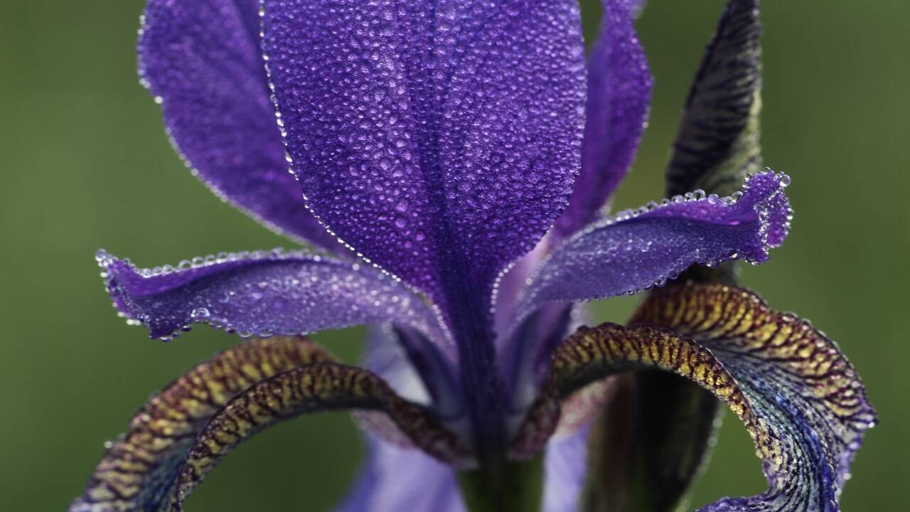 Im Moor gedeihen Pflanzen wie diese Iris sibirica.  