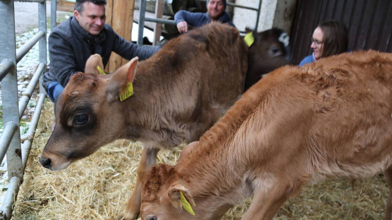 Bis März soll das Kälberprojekt der Salzburger Landwirtschaftskammer abgeschlossen sein. „Die Frage ist: Schaffen wir es, ein Projekt auf die Beine zu stellen, das Zukunft für die heimischen Bauern hat?“, sagt Landwirtschaftskammer-Präsident Rupert Quehenberger. 