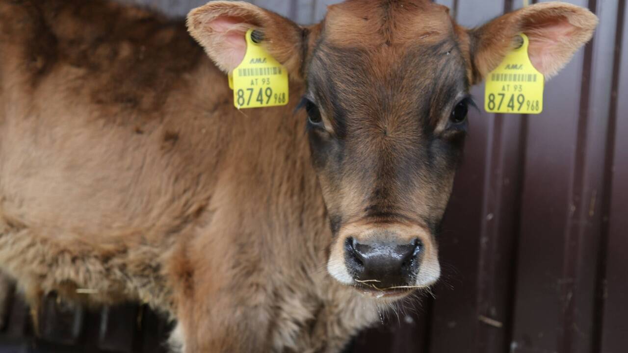 150 Kälber von 29 Salzburger Bauernhöfen werden im Rahmen des LKS-Projekts in Salzburg vermarktet.  