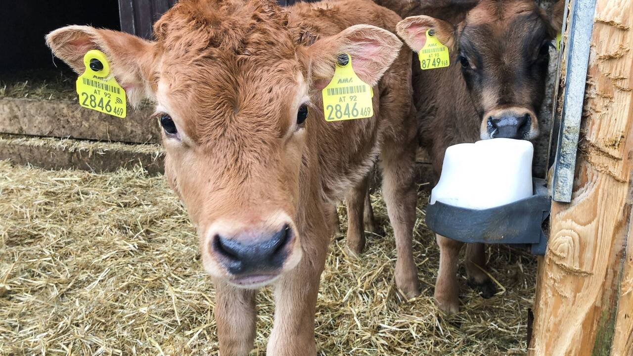 150 Kälber von 29 Salzburger Bauernhöfen werden im Rahmen des LKS-Projekts in Salzburg vermarktet. 