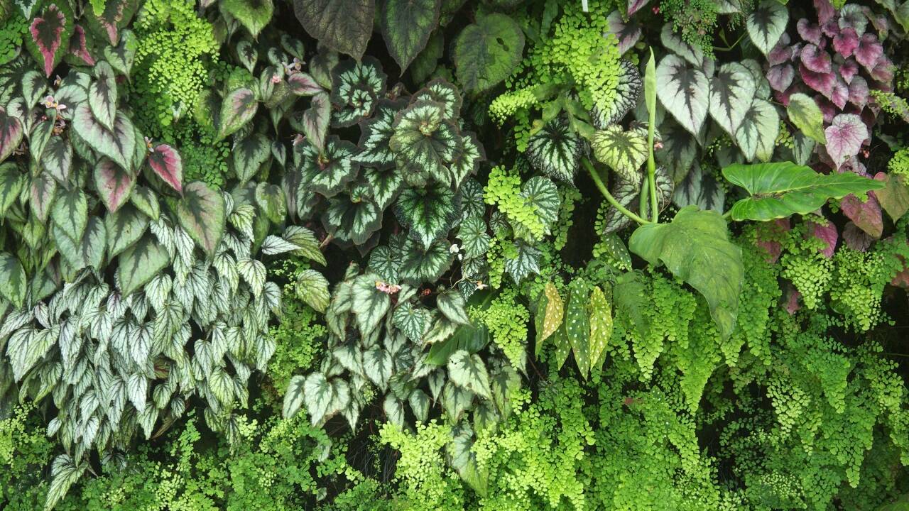 Grüner Wohnen ist in und kann auch etwas: „Living walls“ sind nicht nur eine optische Bereicherung, sondern leisten auch einen gesunden Beitrag zum Wohnklima.  