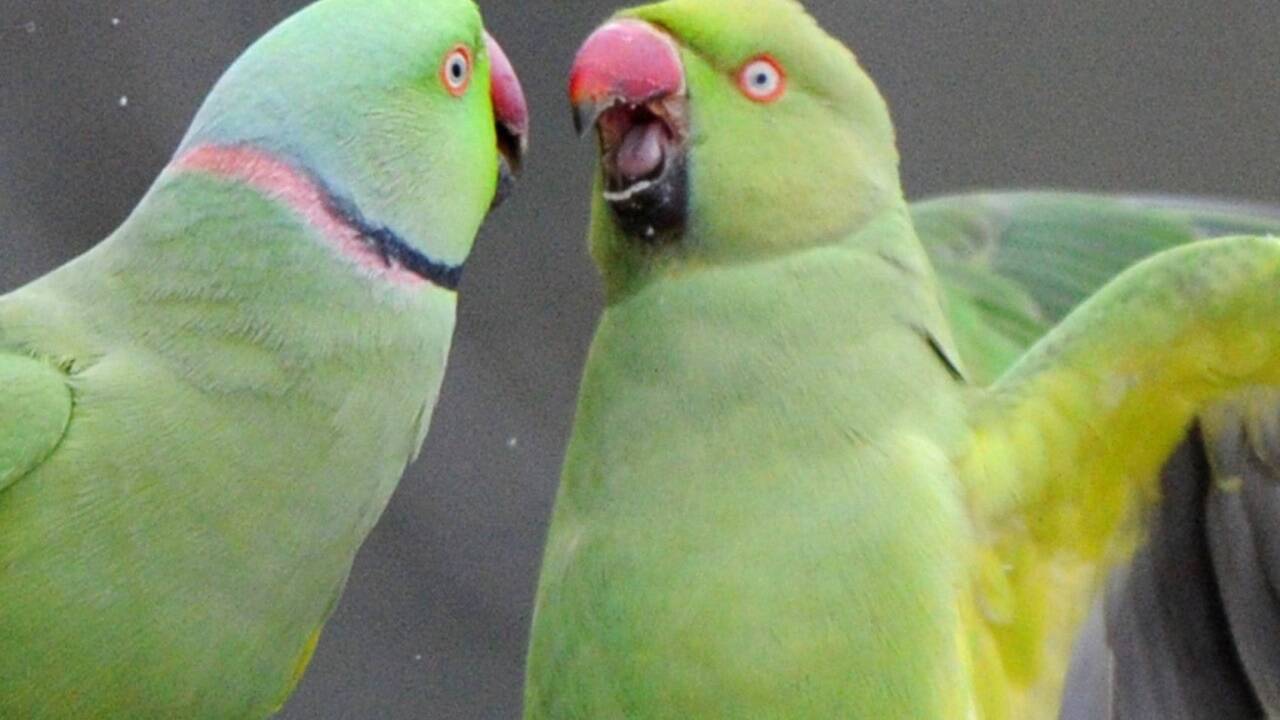 8000 Halsbandsittiche leben in der europäischen Hauptstadt. 