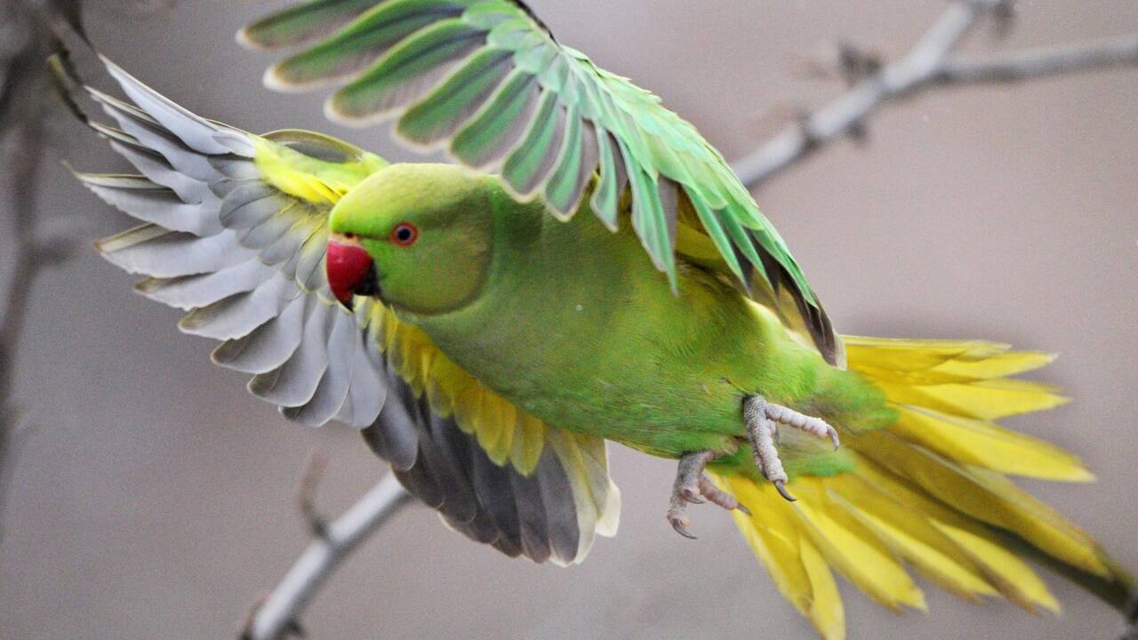 Den Exoten macht der Winter nichts aus. 