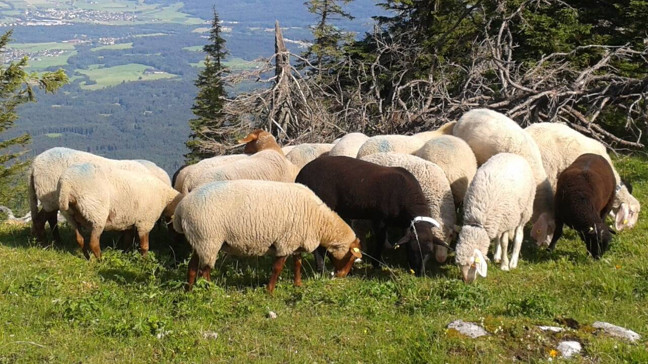 In Salzburg leben 34.000 Schafe und 7000 Ziegen. Im Bild: Schafe am Untersberg, die Teil des Testlaufs waren. In Salzburg leben 34.000 Schafe und 7000 Ziegen. Im Bild: Schafe am Untersberg, die Teil des Testlaufs waren.