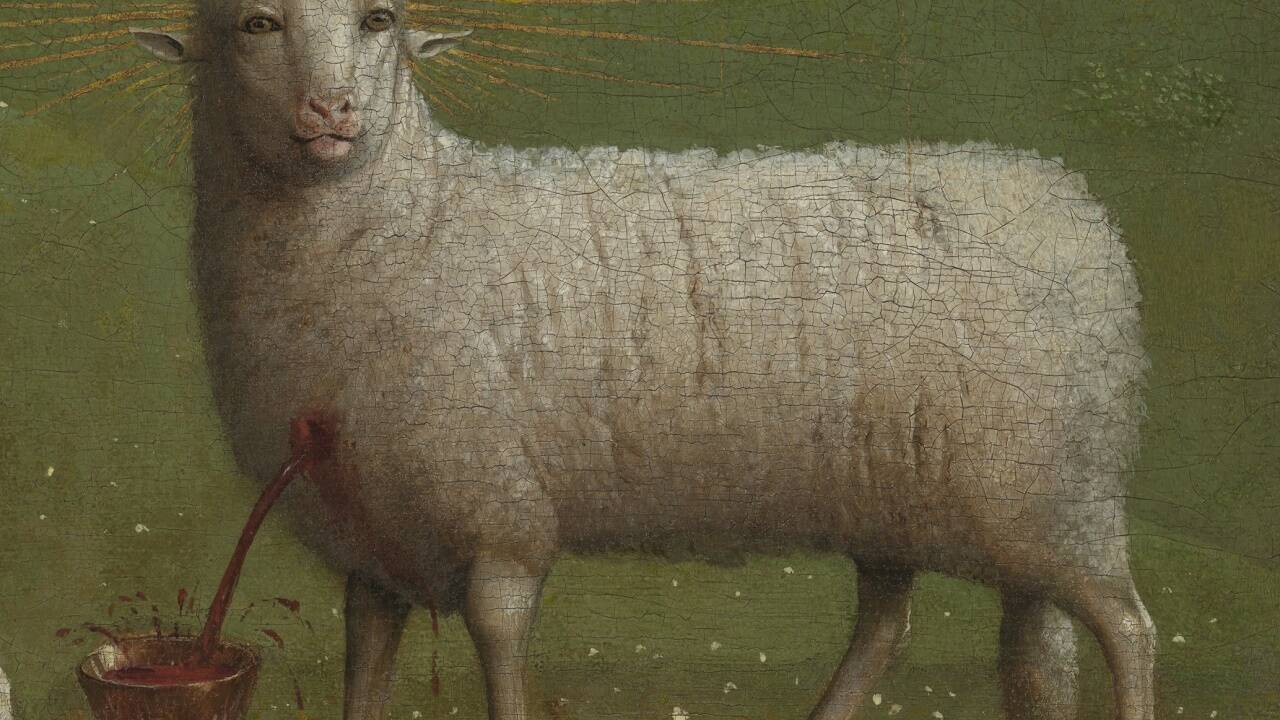 So nahe wie mit diesem Foto kommt kein Besucher dem Lamm im Genter Altar. Außergewöhnlich sind die gerade nach vor schauenden Augen – wie ein menschlicher Blick. Natürliche Schafaugen sind weiter zur Seite gerichtet.  