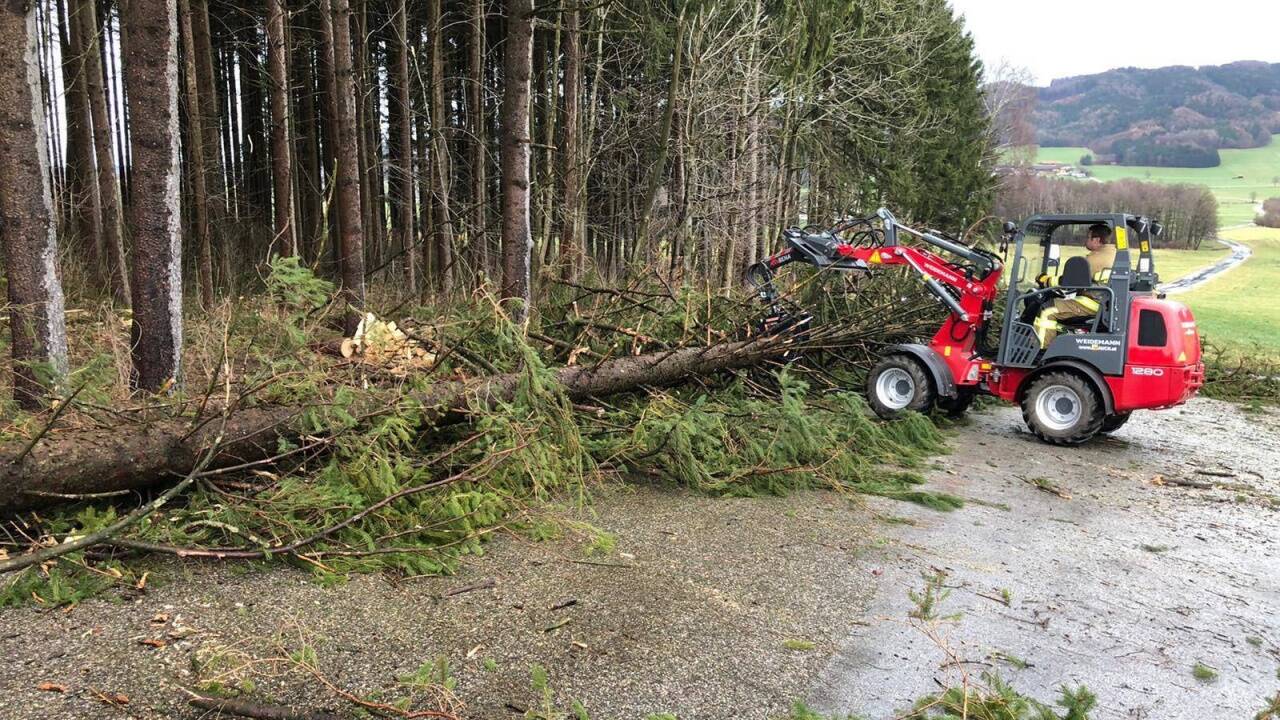 Umgestürzte Bäume: Die Feuerwehr Lamprechtshausen im Einsatz.  