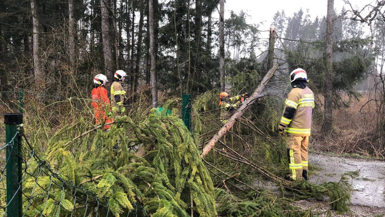 Umgestürzte Bäume: Die Feuerwehr Lamprechtshausen im Einsatz.  