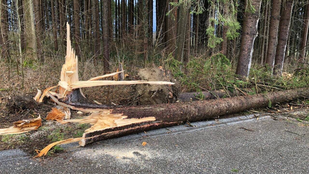 Umgestürzte Bäume: Die Feuerwehr Lamprechtshausen im Einsatz.  
