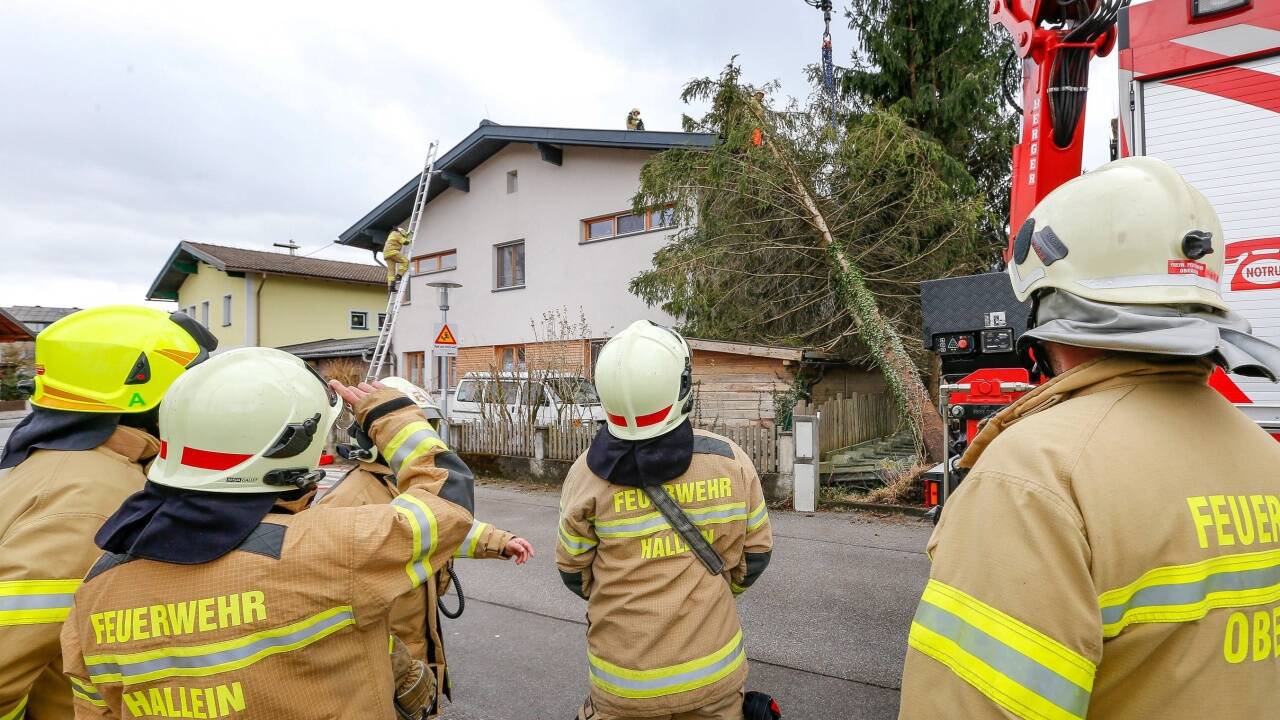 Der Baum wurde zerteilt und mit einem Kran geborgen. 
