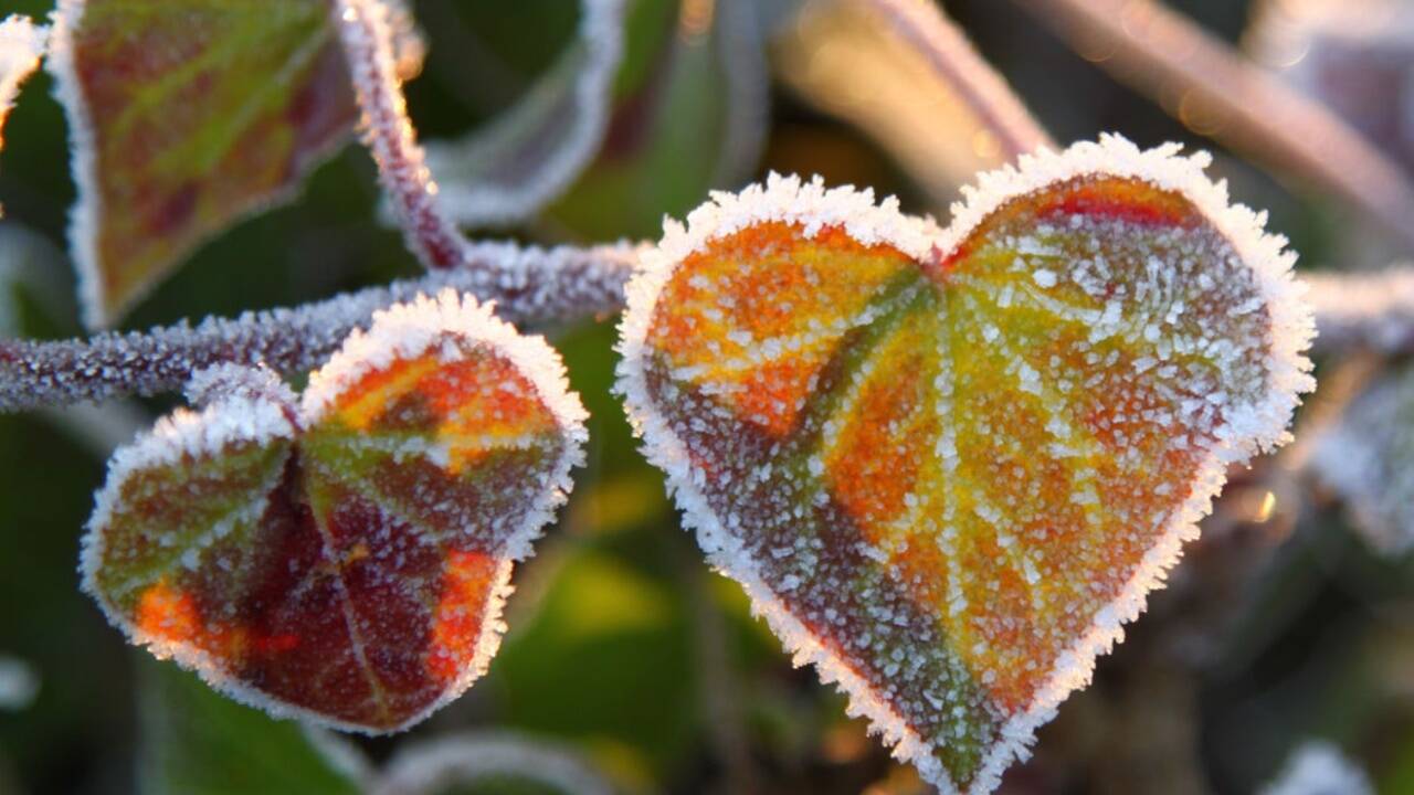 Dieses Bild mit dem Namen „Raureifzucker auf Efeuherzen“ hat SN-Fotoblogger Karl Klinger eingesendet. 