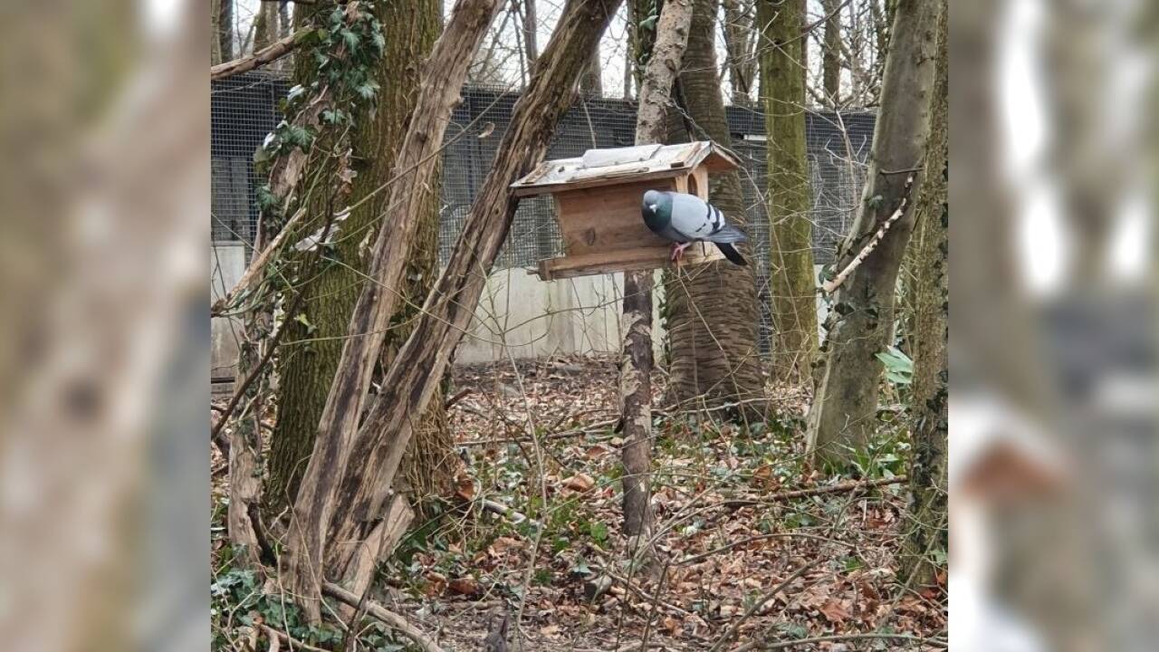 Suchbild mit drei Gästen an der Futterstelle. Eine Besucherin ist allerdings nicht unerwünscht. Suchbild mit drei Gästen an der Futterstelle. Eine Besucherin ist allerdings nicht unerwünscht.