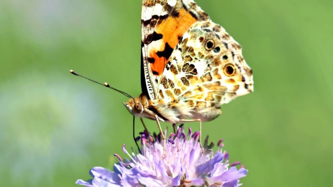 Die Artenvielfalt geht deutlich zurück Die Artenvielfalt geht deutlich zurück