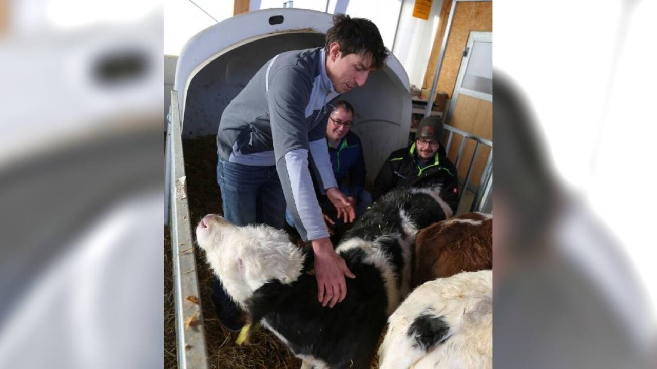 Biolandwirt Hermann Mauser aus Mauterndorf schickt seine Kälber nicht mehr durch Europa. Er behält sie vier Monate lang und verkauft sie dann an einen Lungauer Biometzger.  