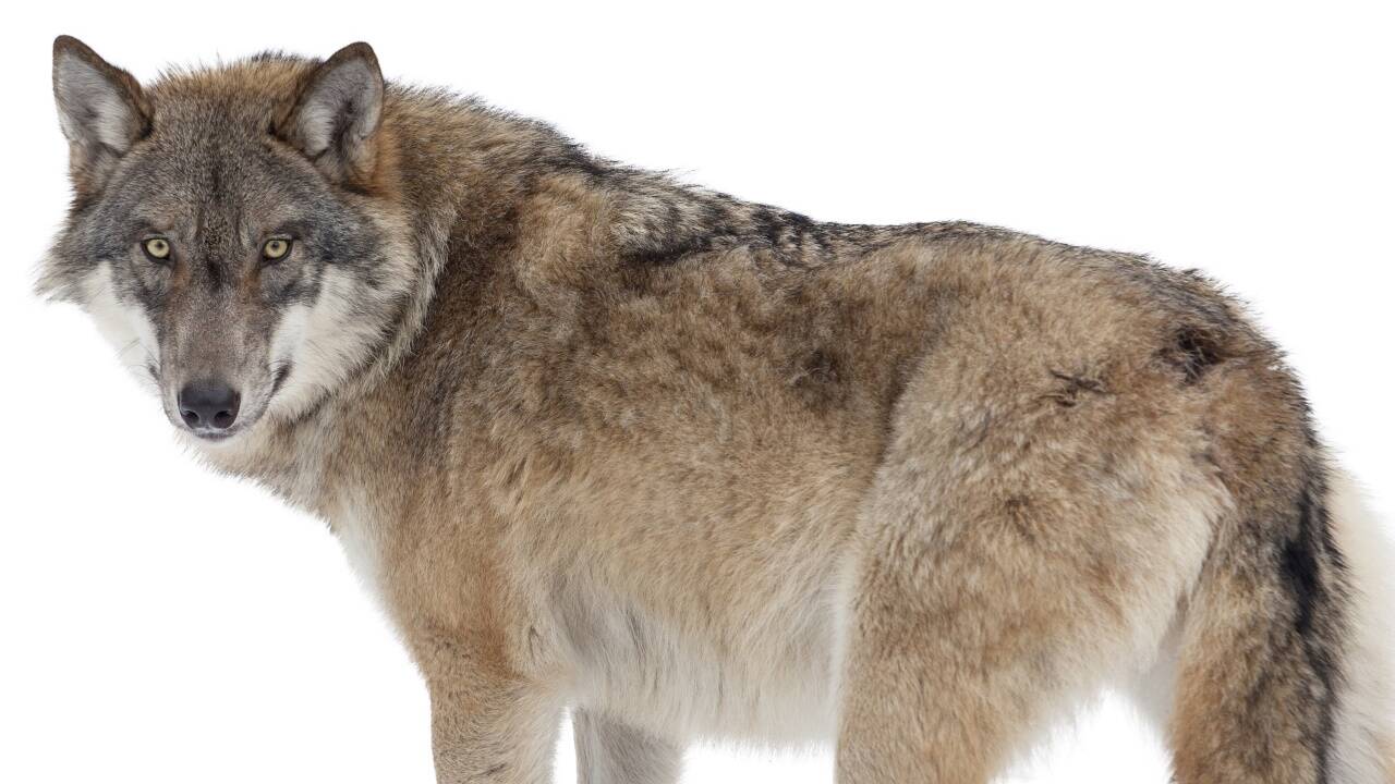 Der Wolf ist ein Daueraufreger. Der Wolf ist ein Daueraufreger.