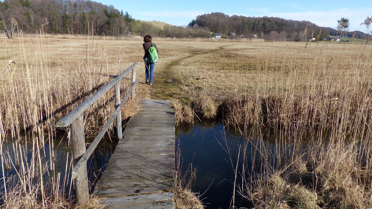 Am Weg durch die Streuwiesen bei der Runde um den See. Am Weg durch die Streuwiesen bei der Runde um den See.