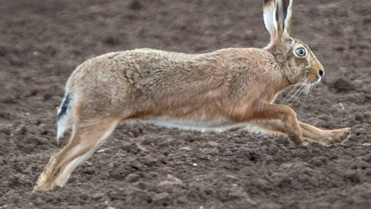 Die Feldhasen stecken sich gegenseitig an. Aber auch Menschen sind gefährdet. 