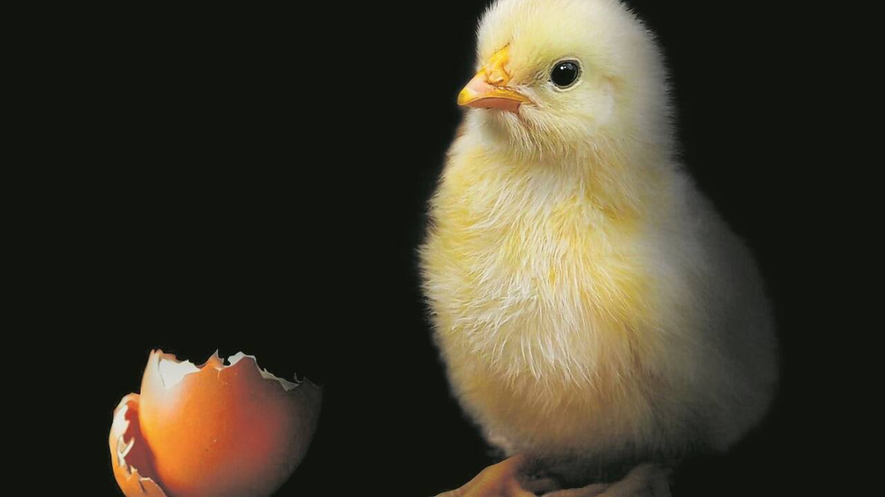 Ostern, ein Fest der neuen Geburt. Ostern, ein Fest der neuen Geburt.