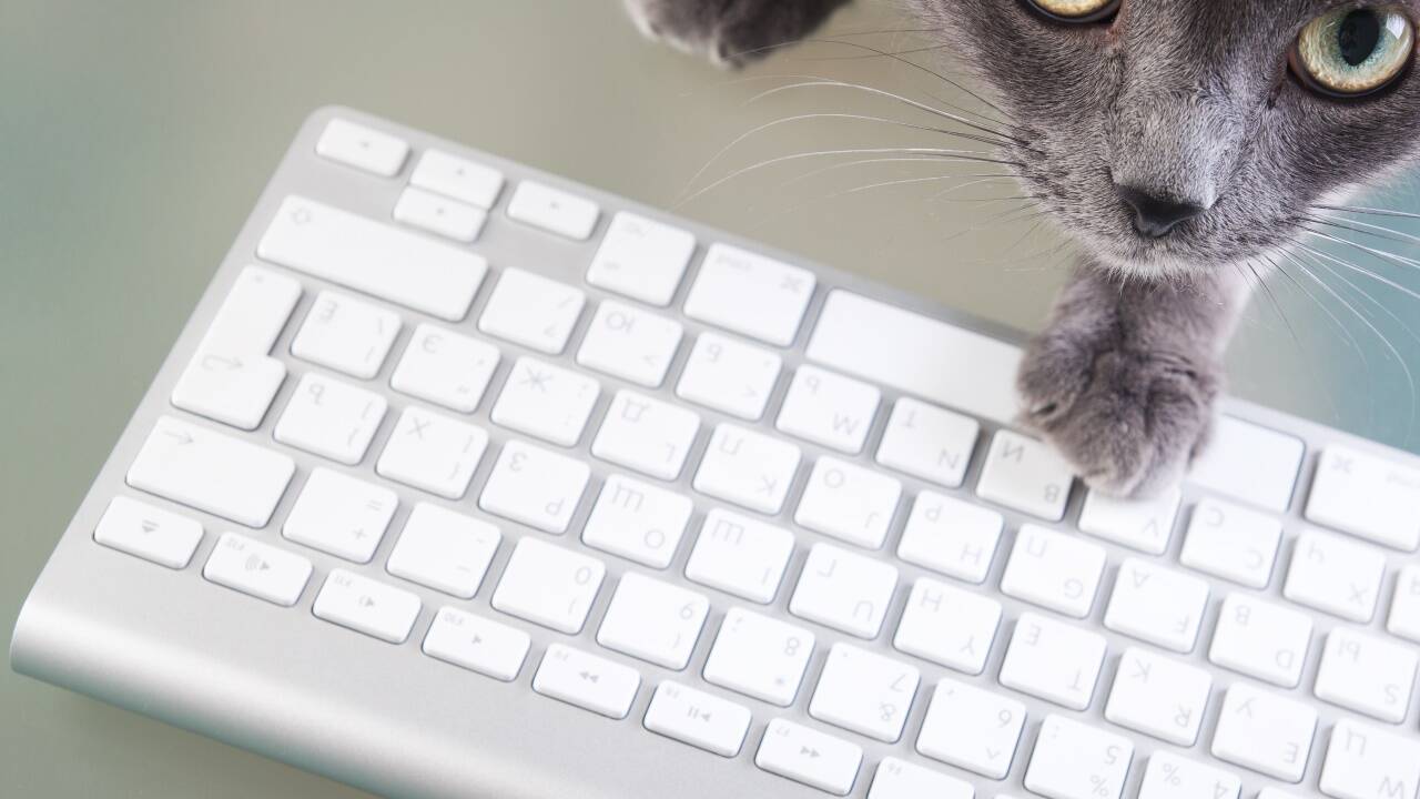 Katzen lieben viereckige Dinge. Und warme Dinge. Und interessante Dinge.  