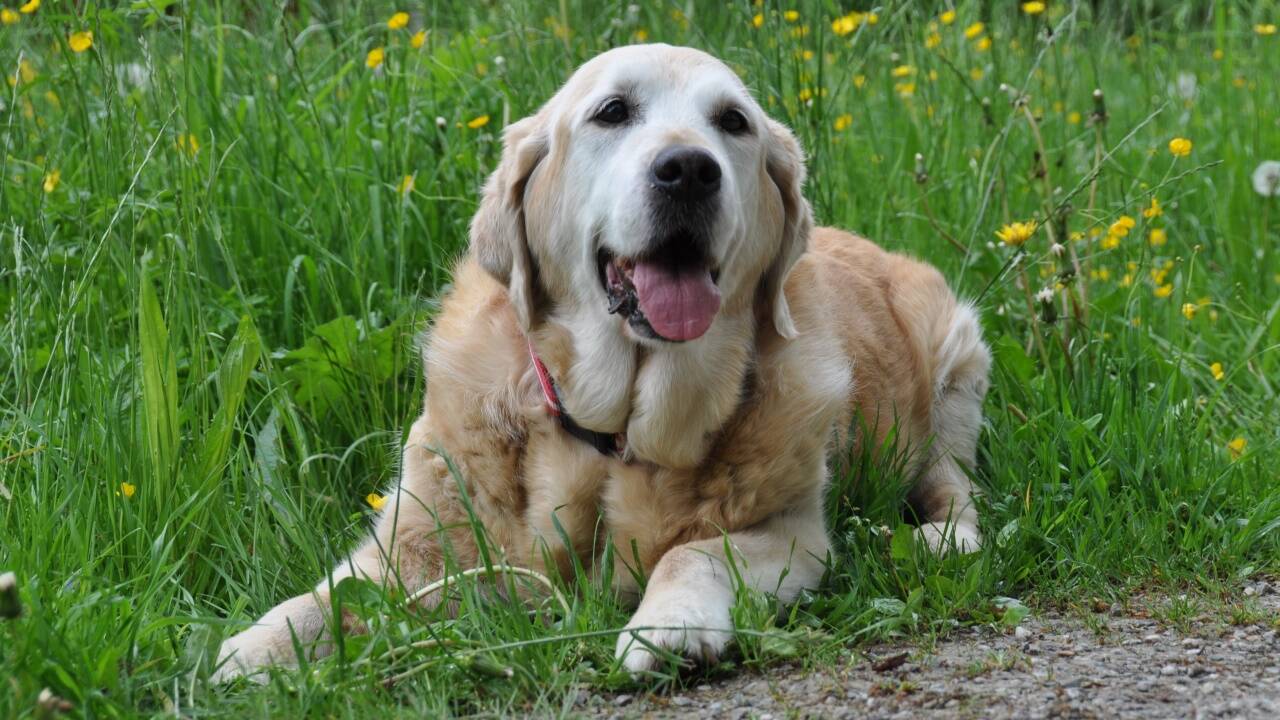 Ein Goldie im Grünen: In seinem dichten Fell können sich nervige Blutsauger hervorragend verstecken. Ein Goldie im Grünen: In seinem dichten Fell können sich nervige Blutsauger hervorragend verstecken.