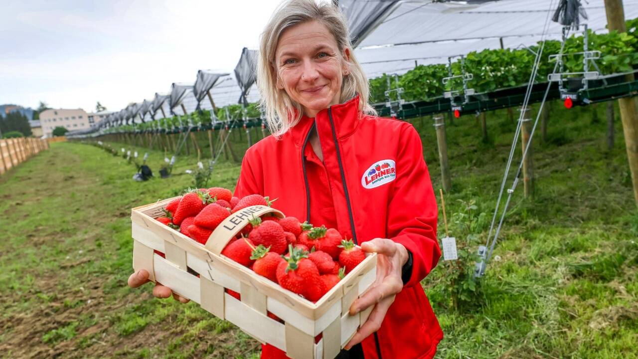 Die Elsbethenerin Brigitte Herbst vor der neuen Plantage. Sie leitet Lehners Beerenstadl in Salzburg-Aigen. 