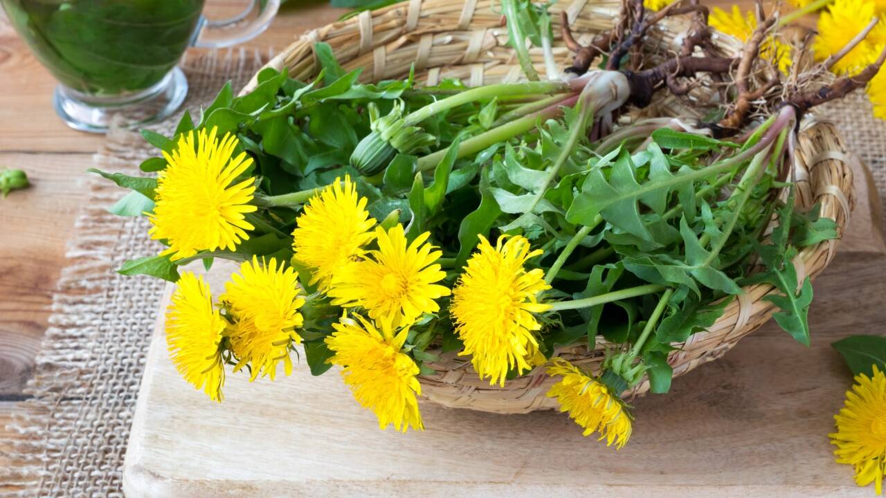 Löwenzahnquiche Löwenzahnquiche