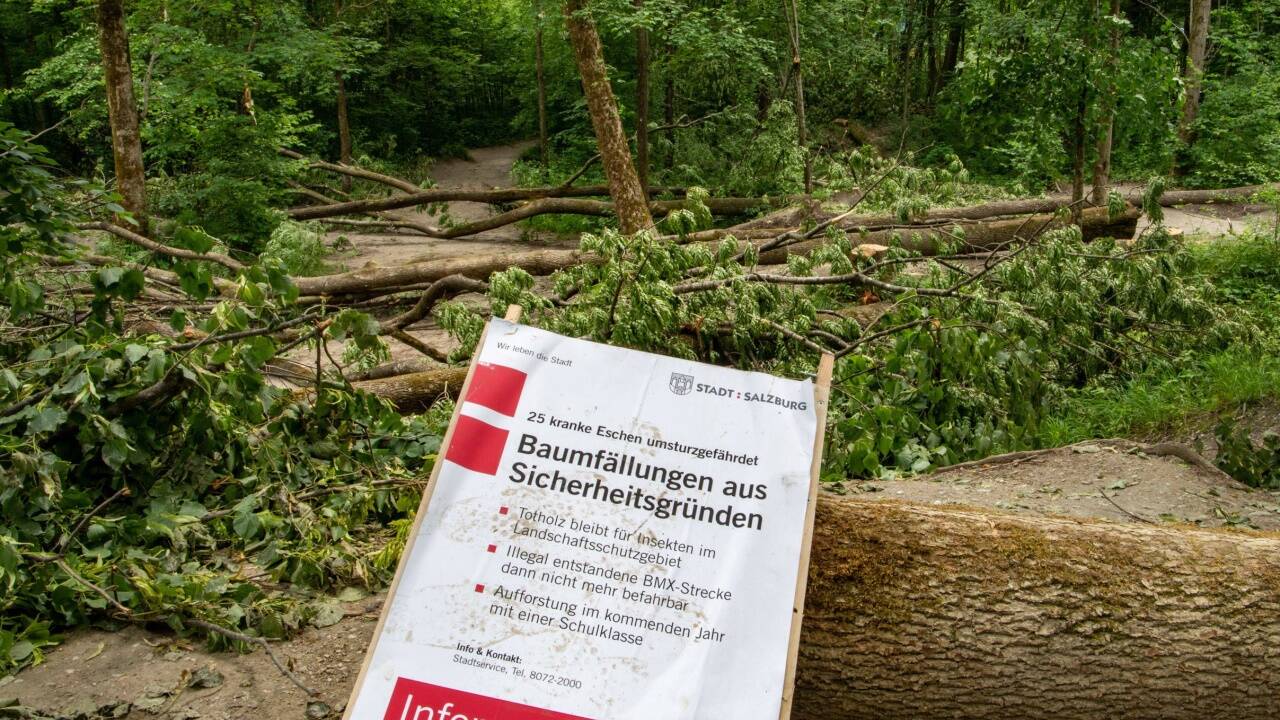 25 Eschen mussten aus Sicherheitsgründen gefällt werden. 