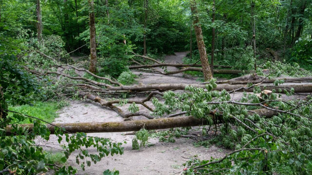 Nun blockieren die Bäume eine BMX-Strecke im Wald. 